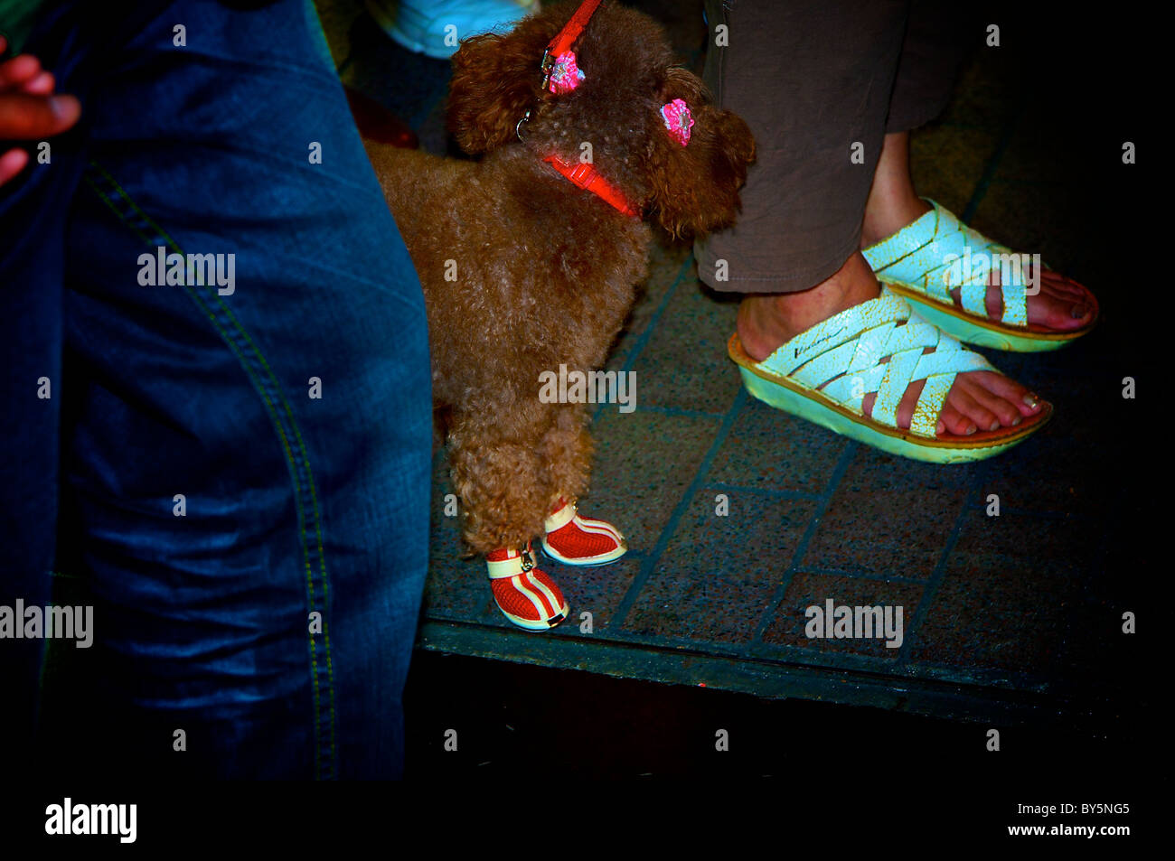dog with shoes Stock Photo Alamy