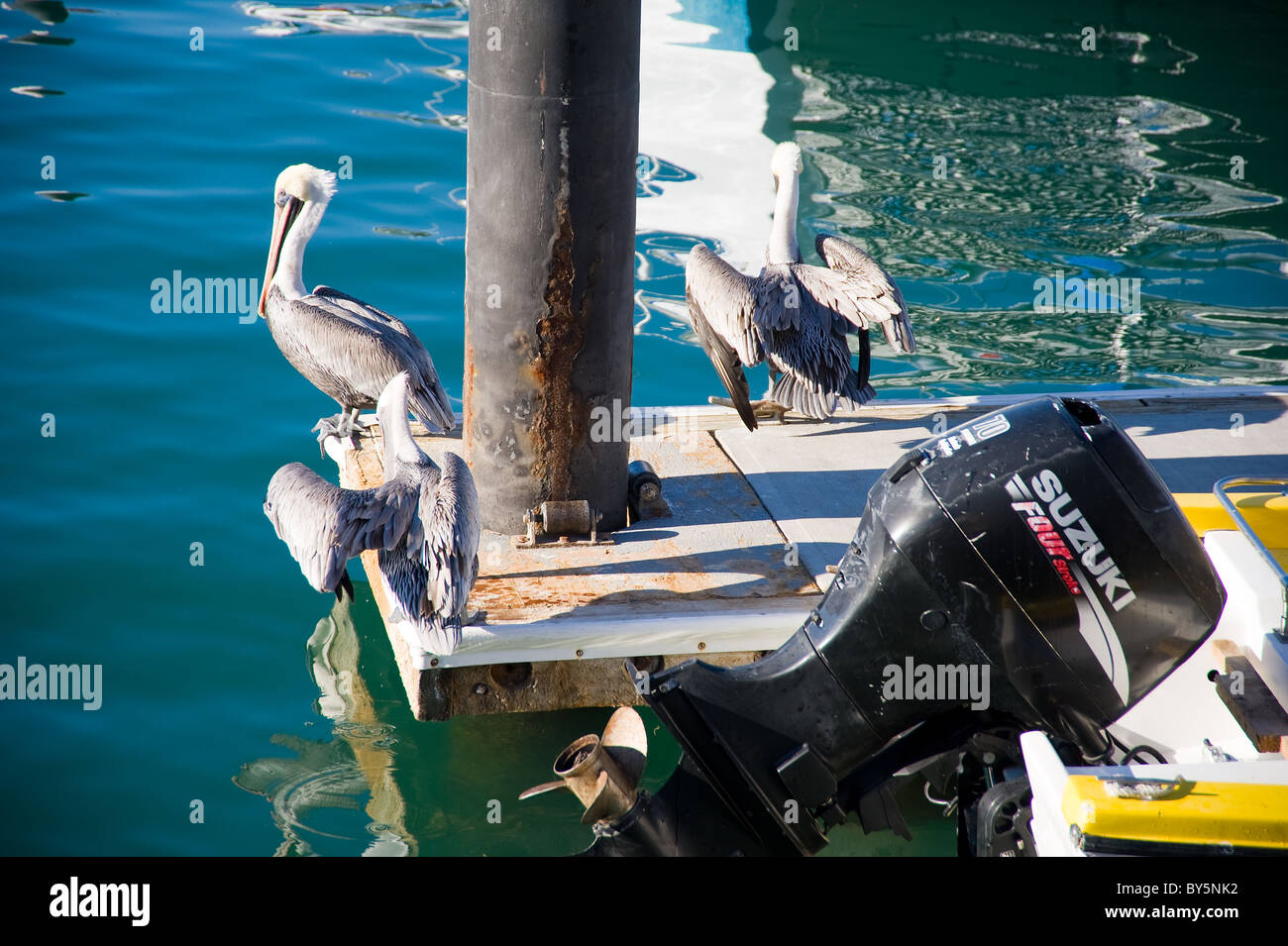 Pelican on a fishing boat hi-res stock photography and images - Alamy