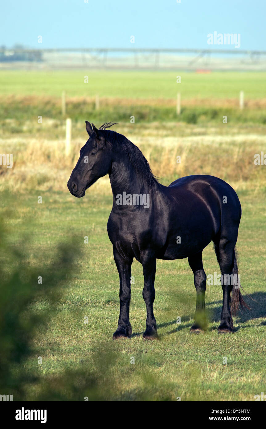 Black Stallion in Pasture outside Gem, Alberta, Canada. Stock Photo