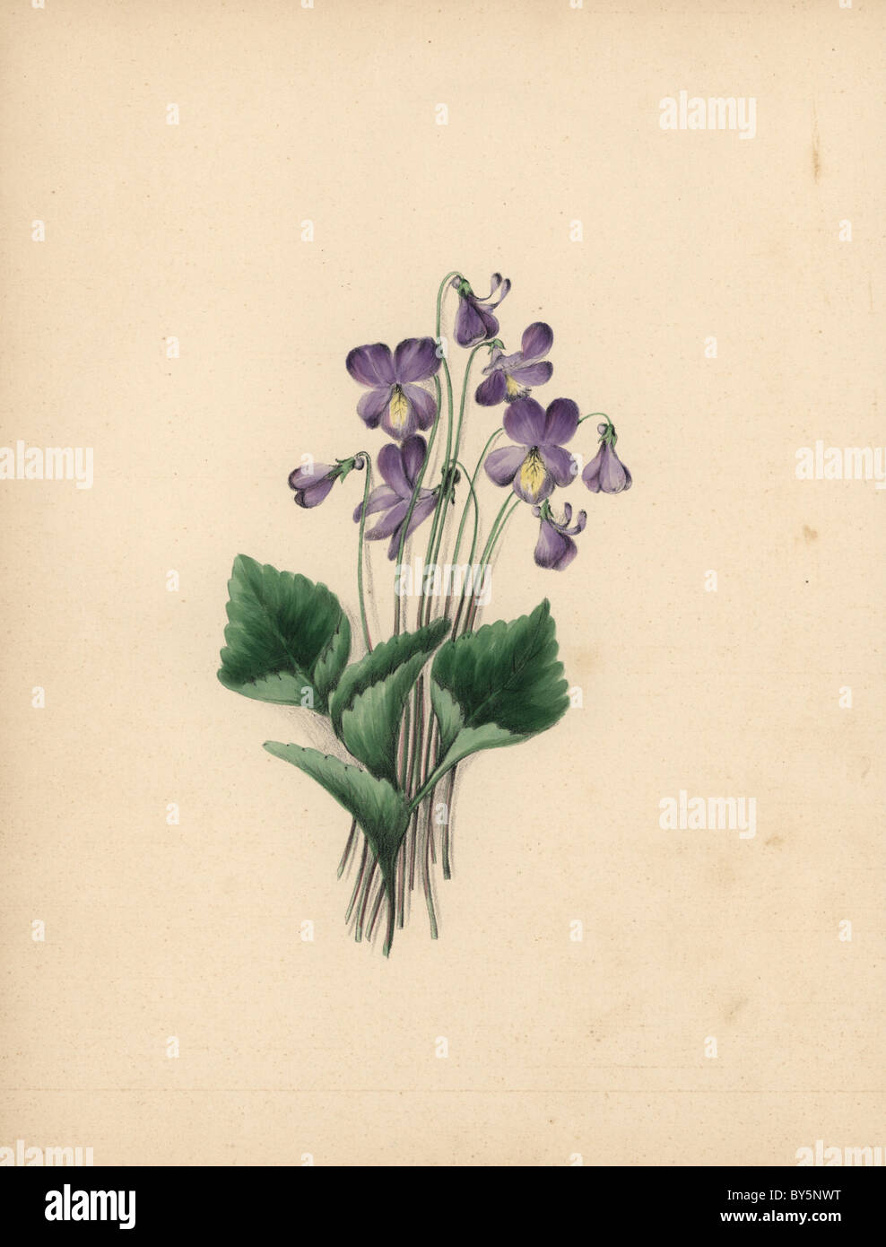 Hoodleaved violet, Viola cucullata. Stock Photo
