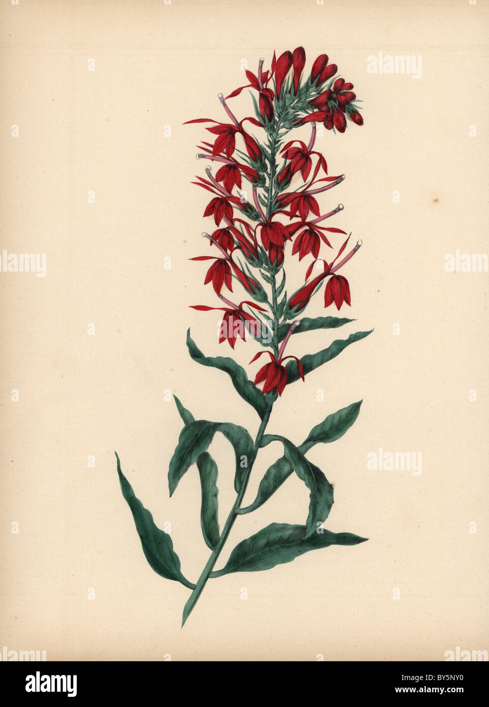 Cardinal flower with crimson flowers, Lobelia cardinalis Stock Photo