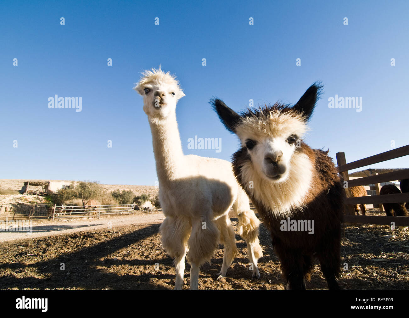 Funny alpaca hires stock photography and images Alamy