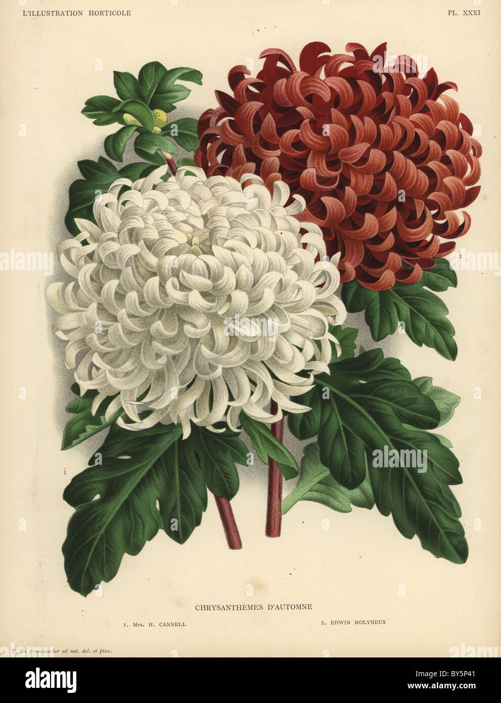 Autumn chrysanthemums: large white bloom Mrs. H. Cannell and deep scarlet bloom Edwin Molyneux. Stock Photo