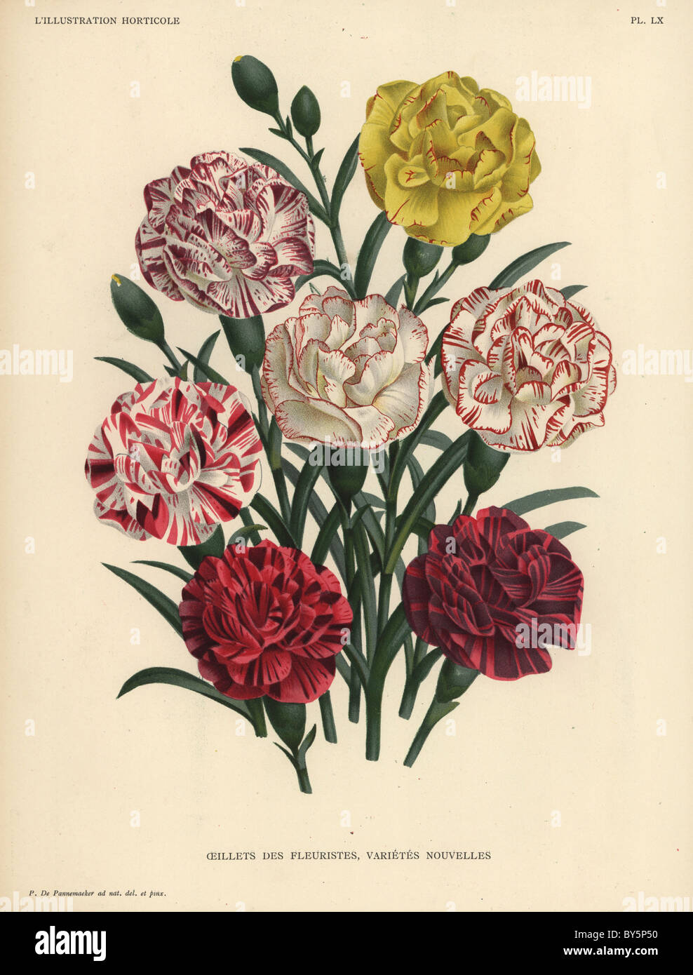 New varieties of florist's carnations - white blooms edged with pink or scarlet, crimson and scarlet, yellow, etc. Stock Photo