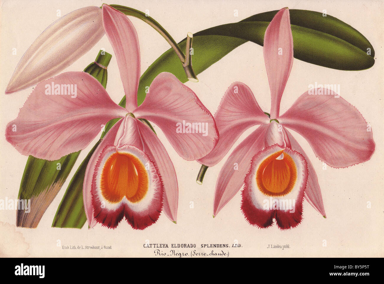 Pink and orange cattleya orchid Cattleya eldorado splendens Lind. Stock Photo