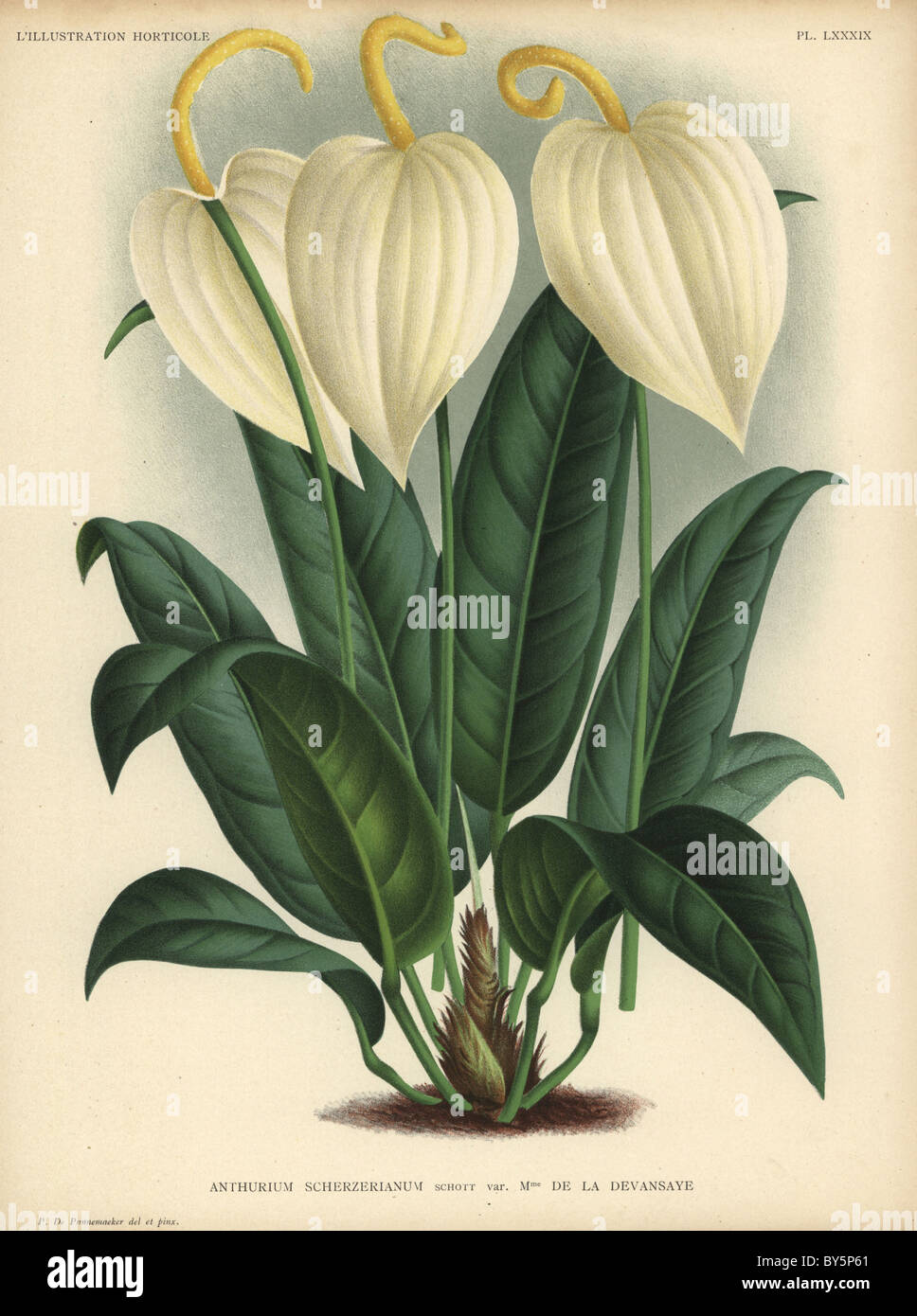 Anthurium scherzerianum or flamingo flower with cream-colored flowers. Variety Madame de la Devansaye. Stock Photo