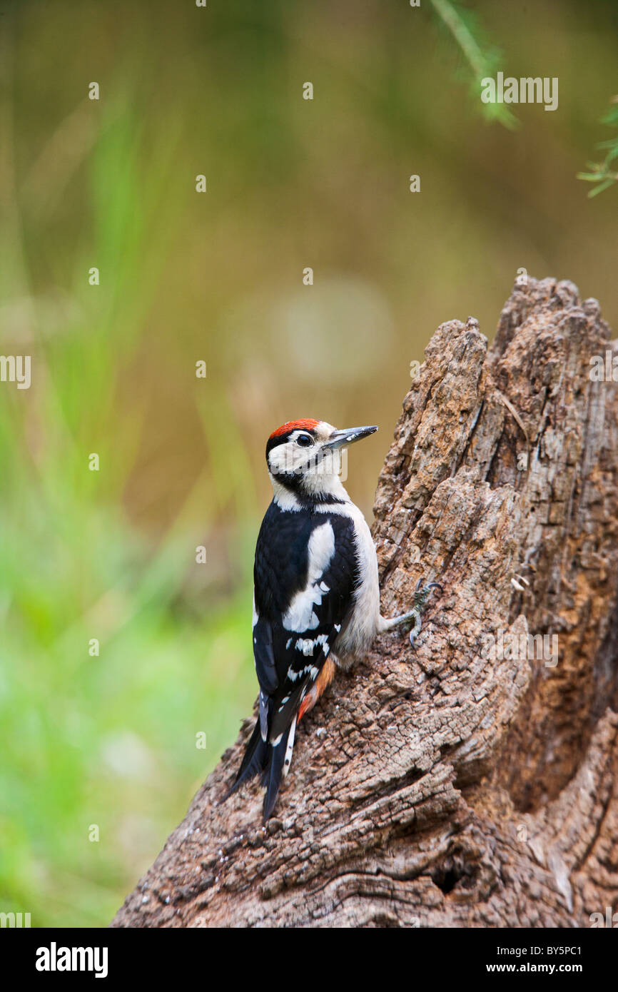 GREAT SPOTTED WOODPECKER DENDROCOPOS MAJOR Stock Photo