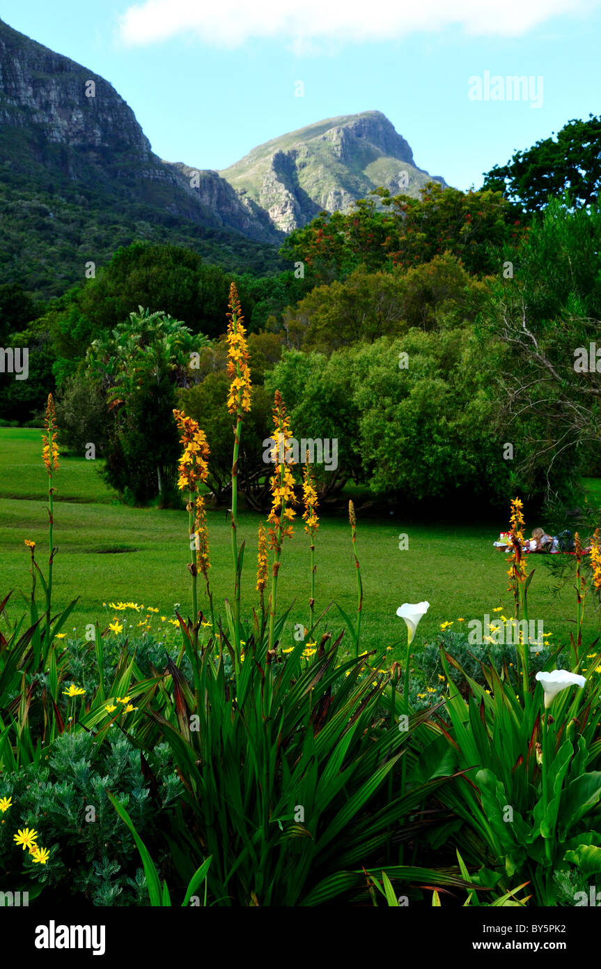 Flowers in the Kirstenbosch National Botanical Garden. Cape Town, South Africa. Stock Photo