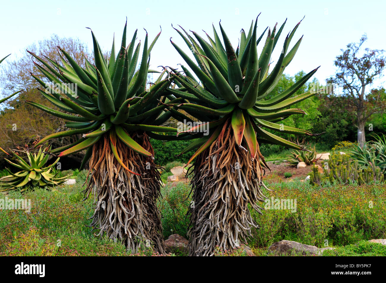 Aloe plants in the Kirstenbosch National Botanical Garden. Cape Town