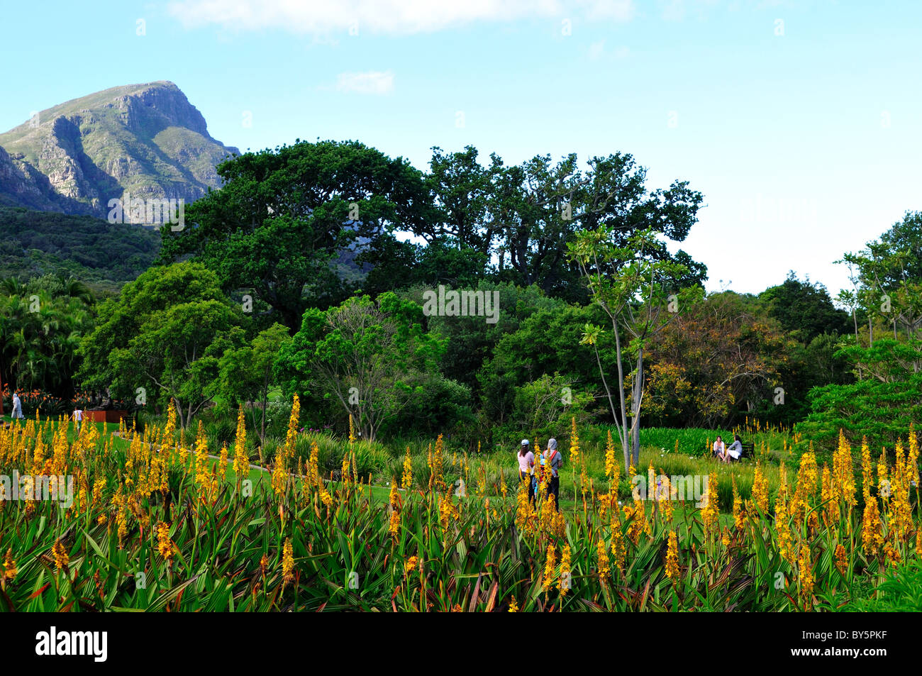 Flowers in the Kirstenbosch National Botanical Garden. Cape Town, South Africa. Stock Photo