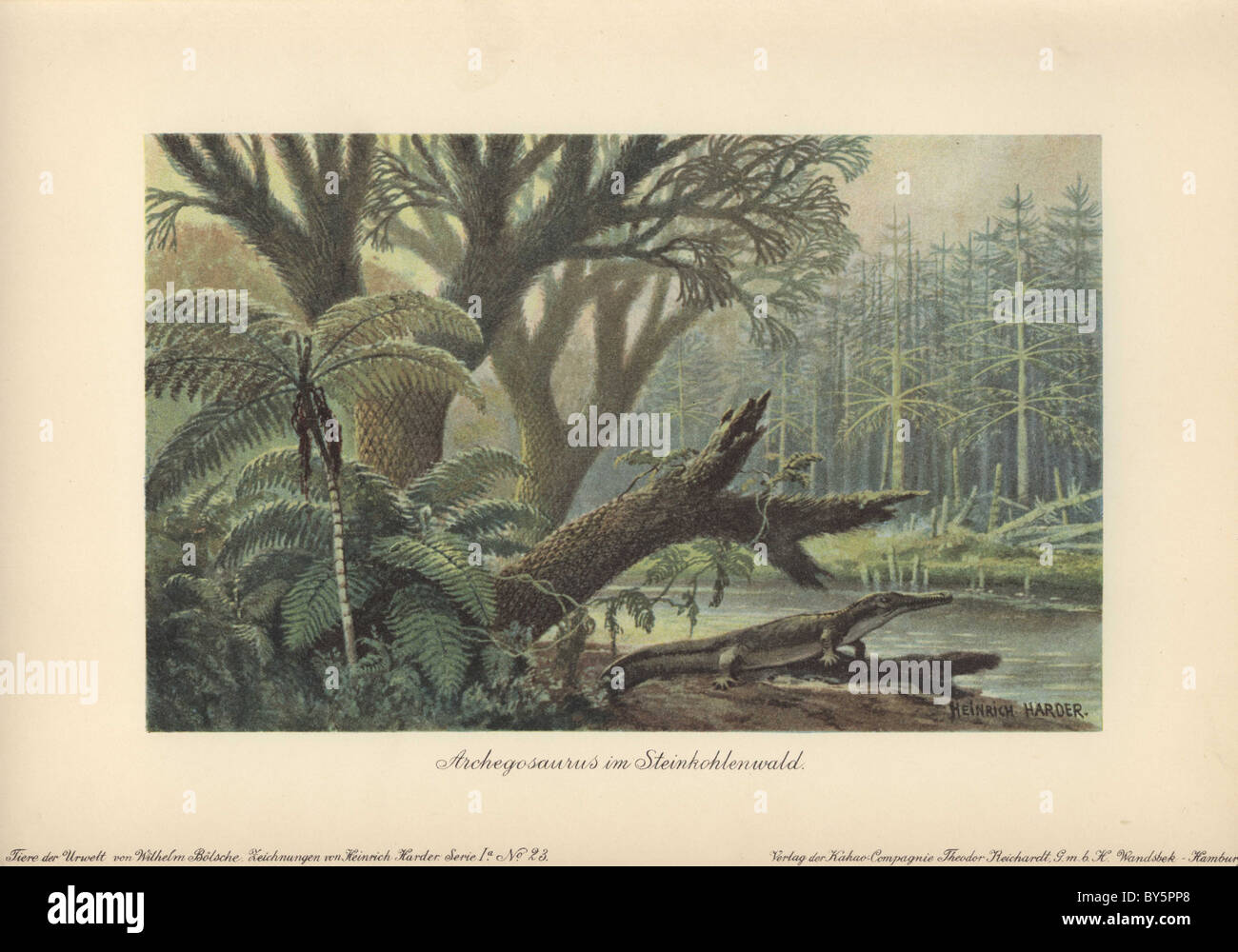 An archegosaurus by a river bank in a tropical primordial jungle of ferns and pines. Stock Photo