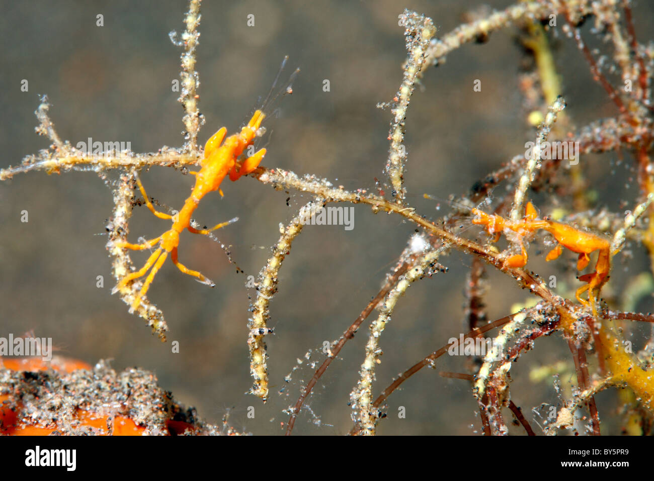 Skeleton shrimps, Caprellid sp. Tulamben, Bali, Indonesia. Bali Sea, Indian Ocean Stock Photo