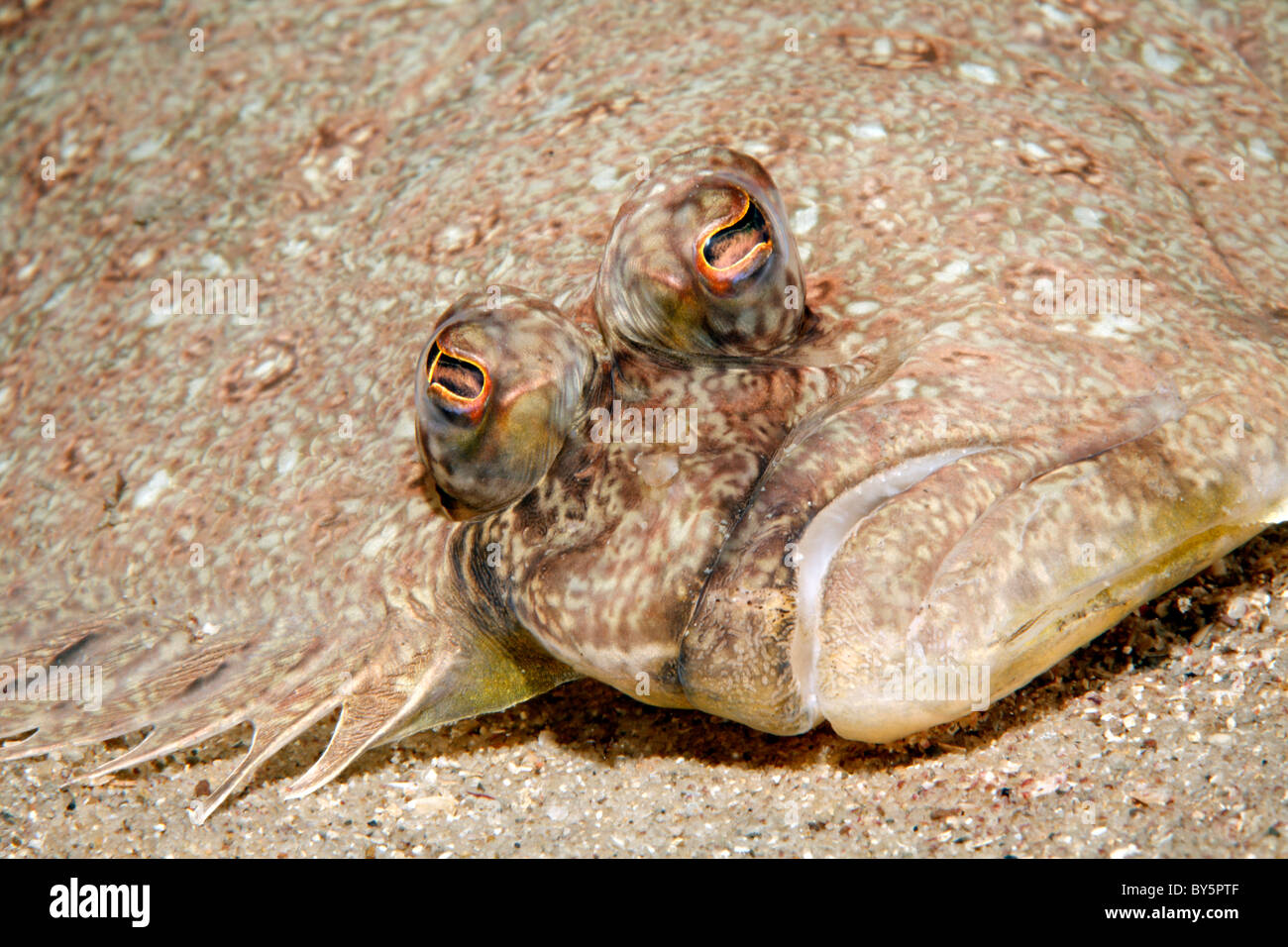 Face and head of the Small Tooth Flounder, Pseudorhombus jenynsii. Stock Photo