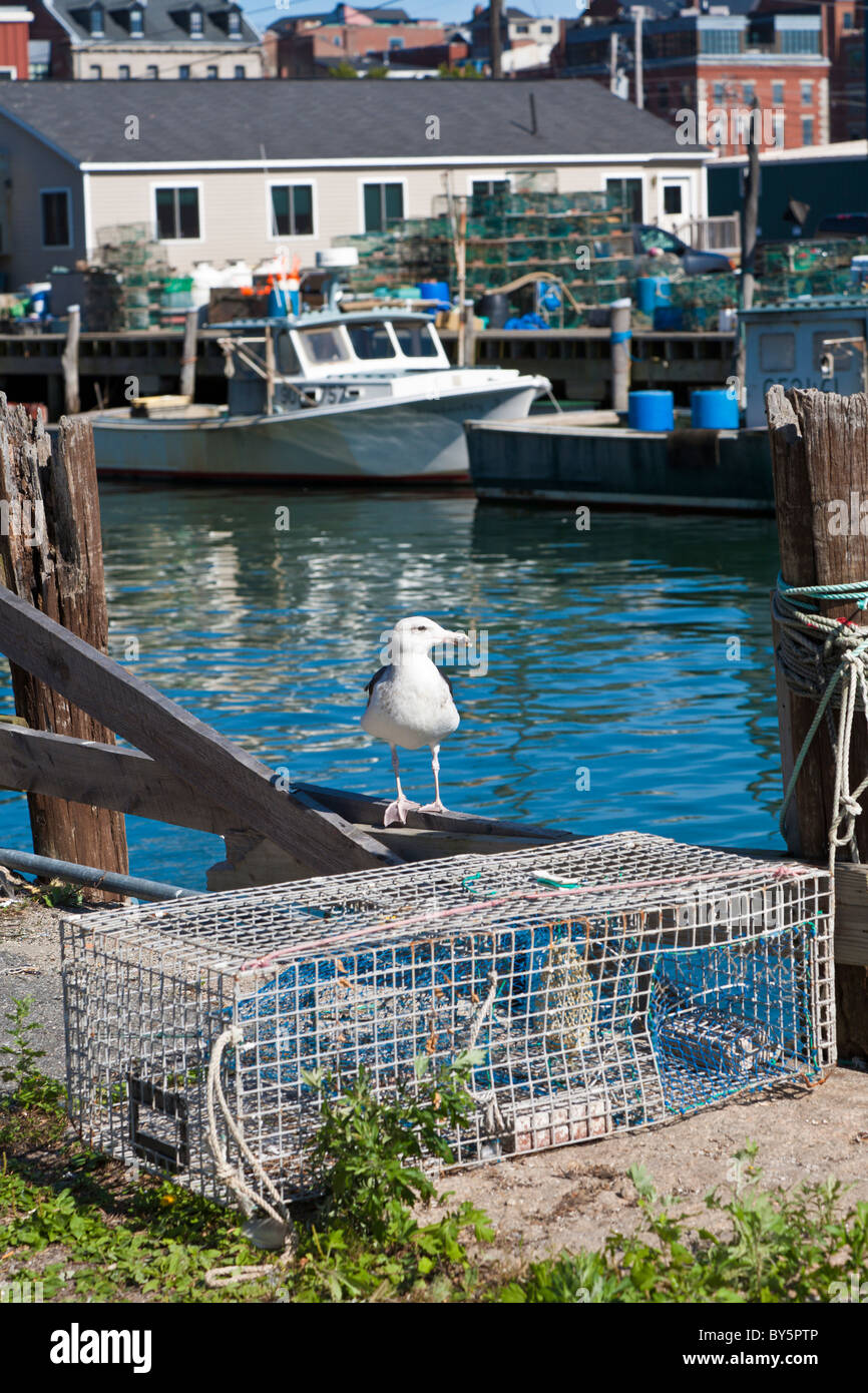 Seagull sitting near lobster trap on wharf in Portland, Maine Stock