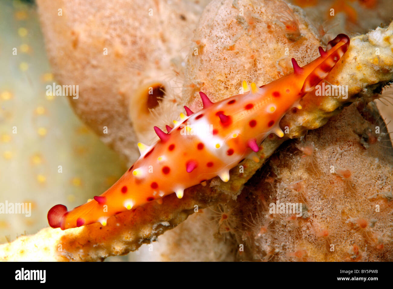 Rosy Spindle Cowry, or Ovulid, Phenacovolva rosea. Stock Photo