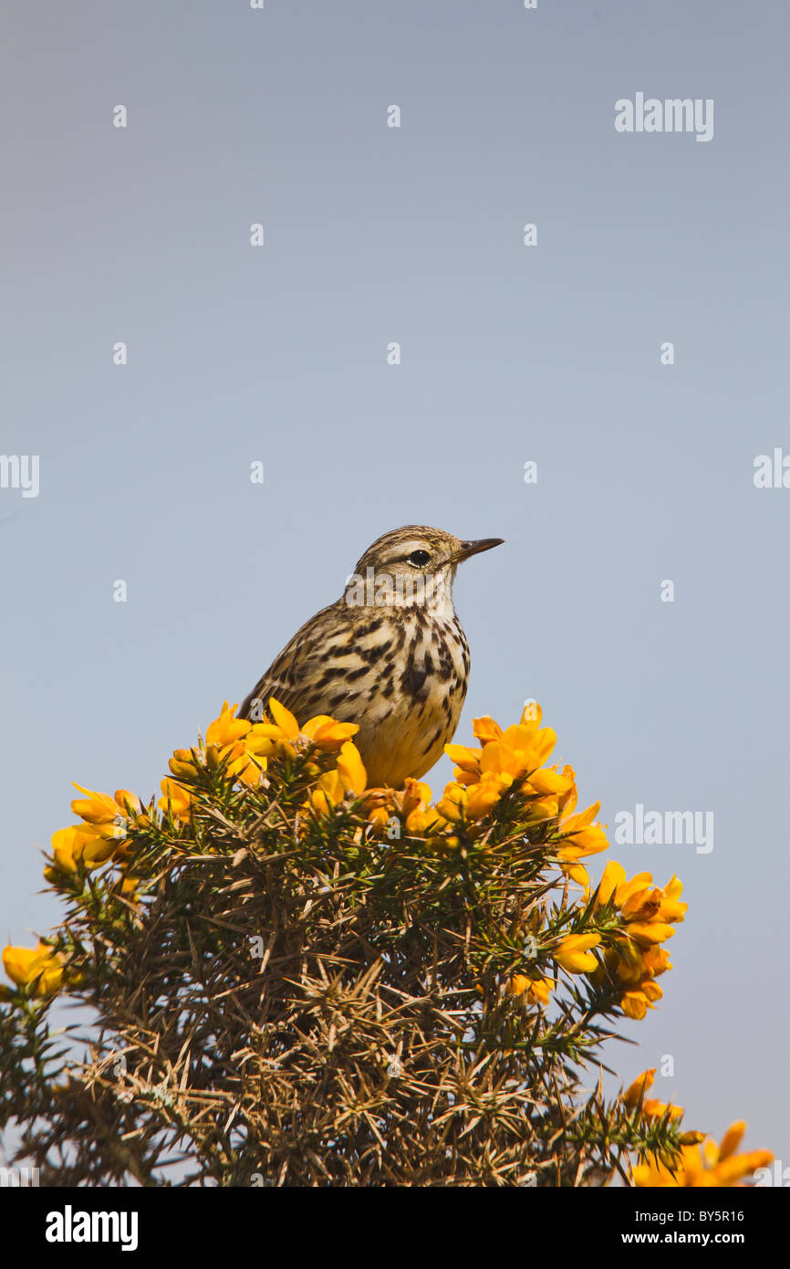 MEADOW PIPIT ANTHUS TRIVIALIS Stock Photo