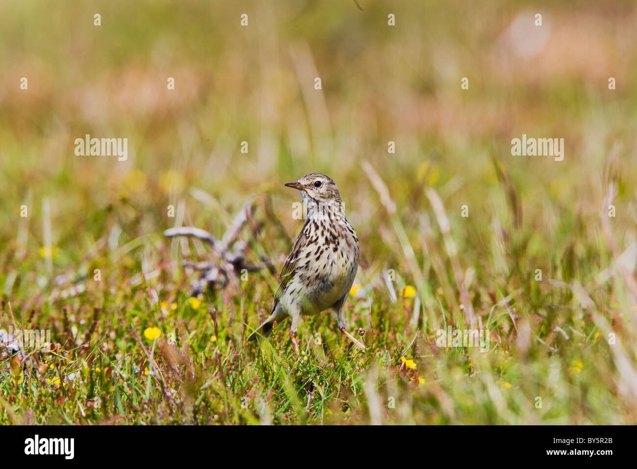 MEADOW PIPIT ANTHUS TRIVIALIS Stock Photo