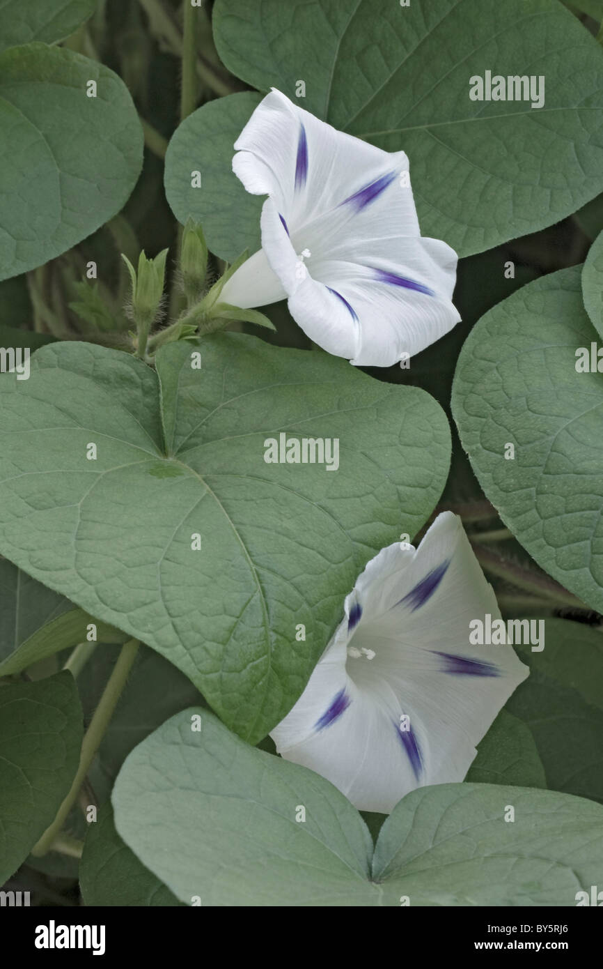 Morning glory (Ipomoea tricolor), hybrid. Stock Photo