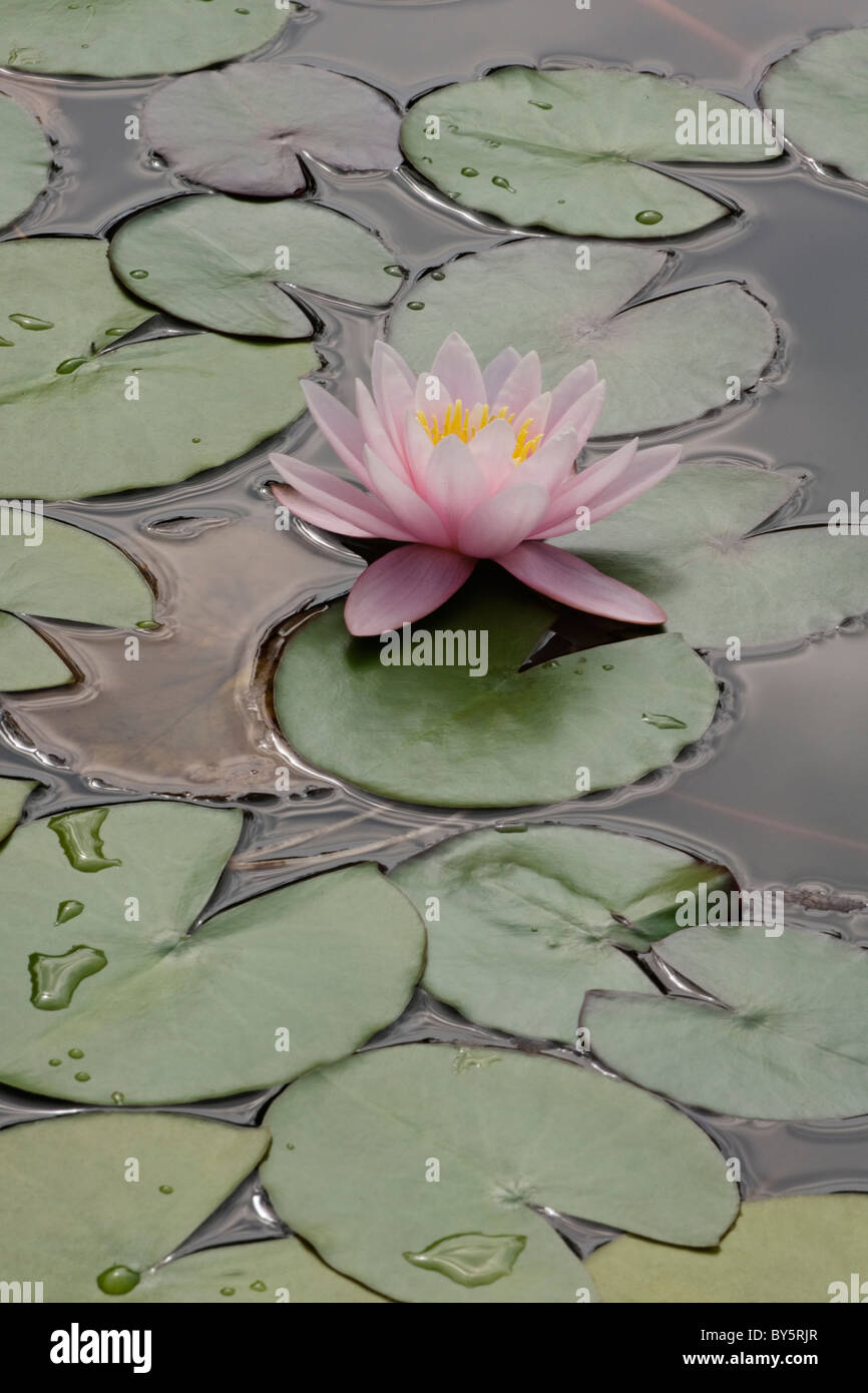 Water lily (Nymphaea sp.), hybrid Stock Photo