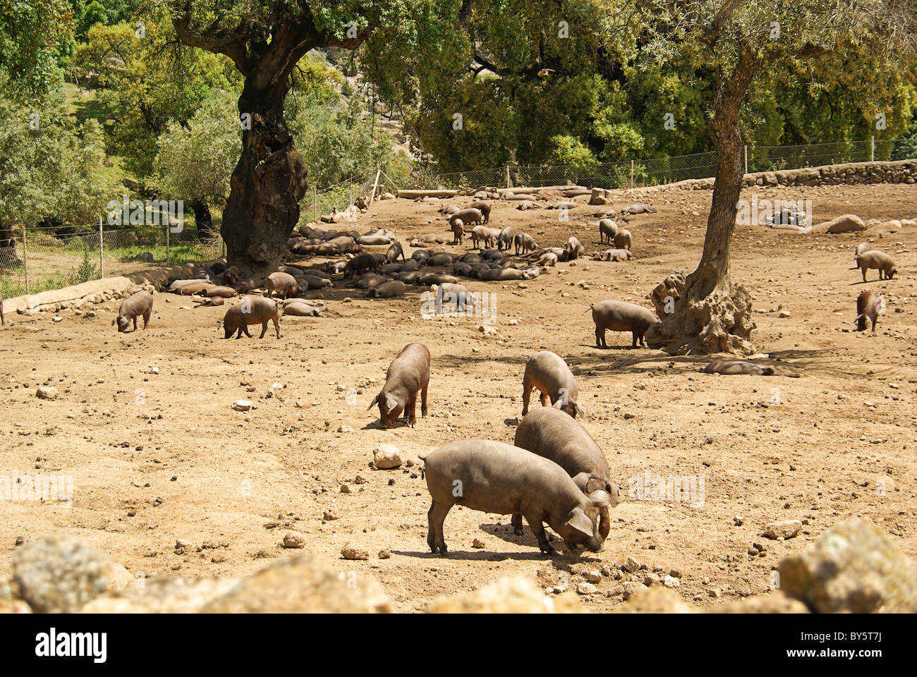 Iberisches Schwein - Black Iberian pig 02 Stock Photo