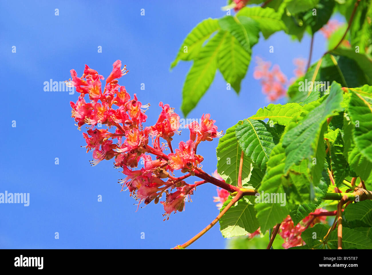 Kastanienblüte - Horse chestnut flower 03 Stock Photo