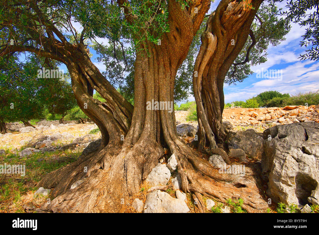 Olivenbaum Stamm - olive tree trunk 12 Stock Photo