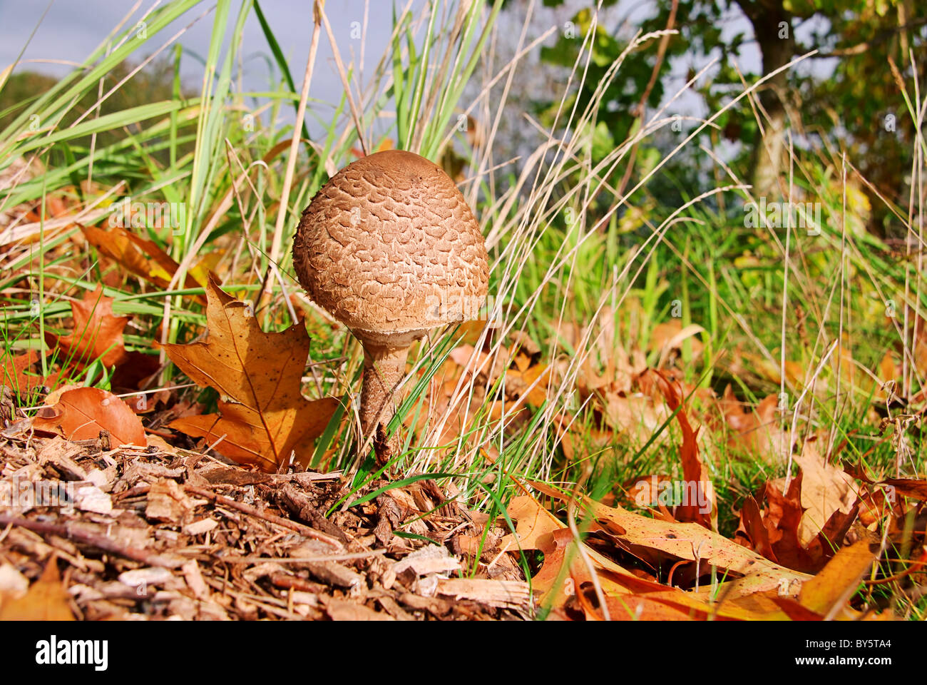 Pilz hi-res stock photography and images - Page 20 - Alamy