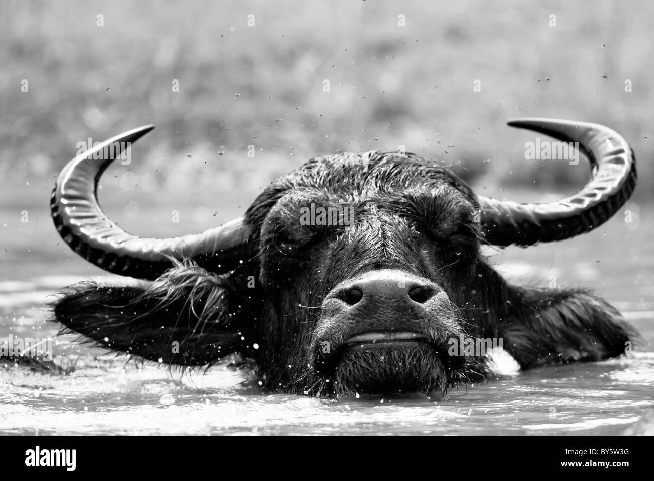 Wild asian water buffalo - Bubalus arnee Stock Photo