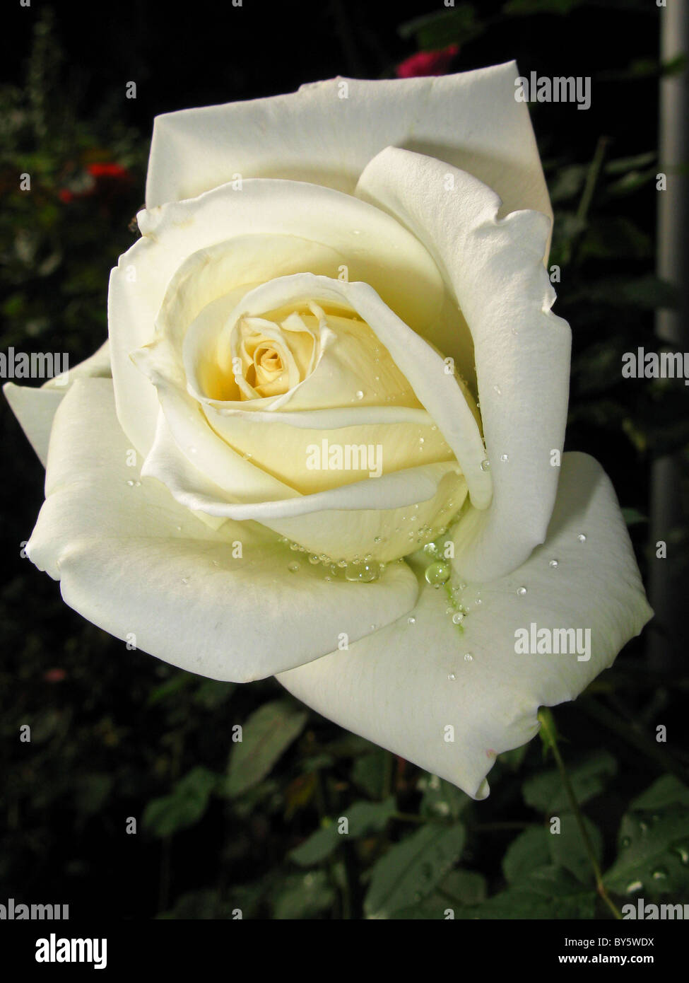 White rose rosa dew drops hi-res stock photography and images - Alamy