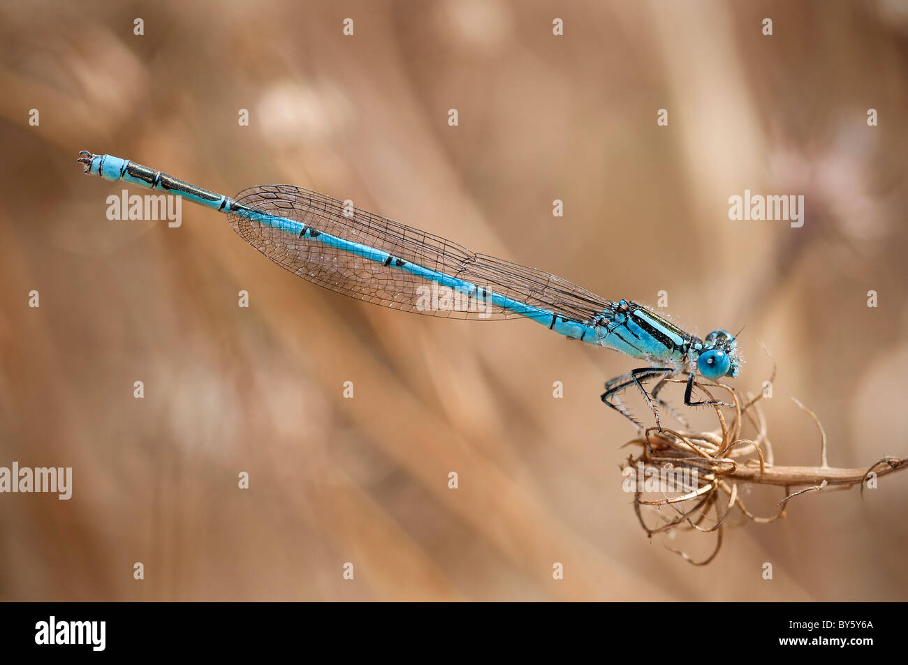 Blue Eye damselfly 'Erythromma lindenii' male, Portugal Stock Photo