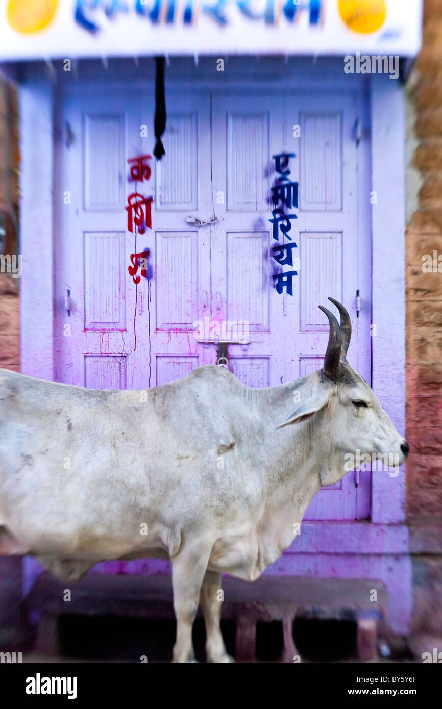 Cow in doorway, Jodhpur, Rajasthan, India Stock Photo