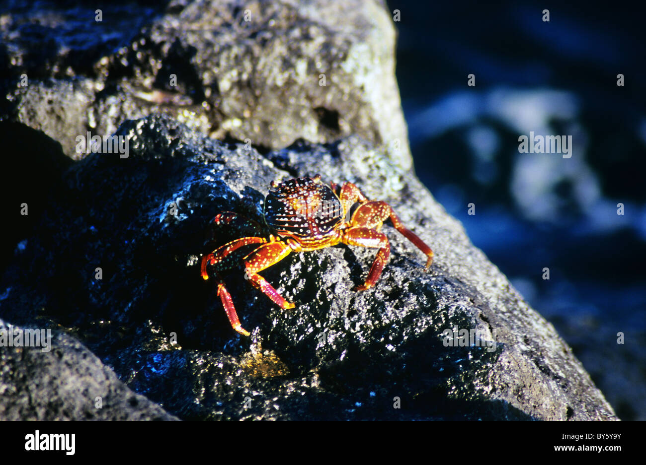 Sally lightfoot crab, in the Galapagos. Ecuador. Beautifully coloured crabs. Also known as the Red Rock crab and Rock Crabs. Stock Photo