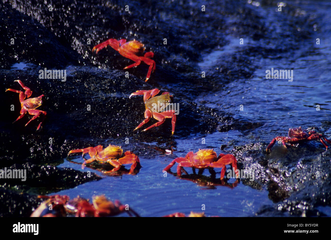 Sally lightfoot crab, in the Galapagos. Ecuador. Beautifully coloured crabs. Also known as the Red Rock crab and Rock Crabs. Stock Photo