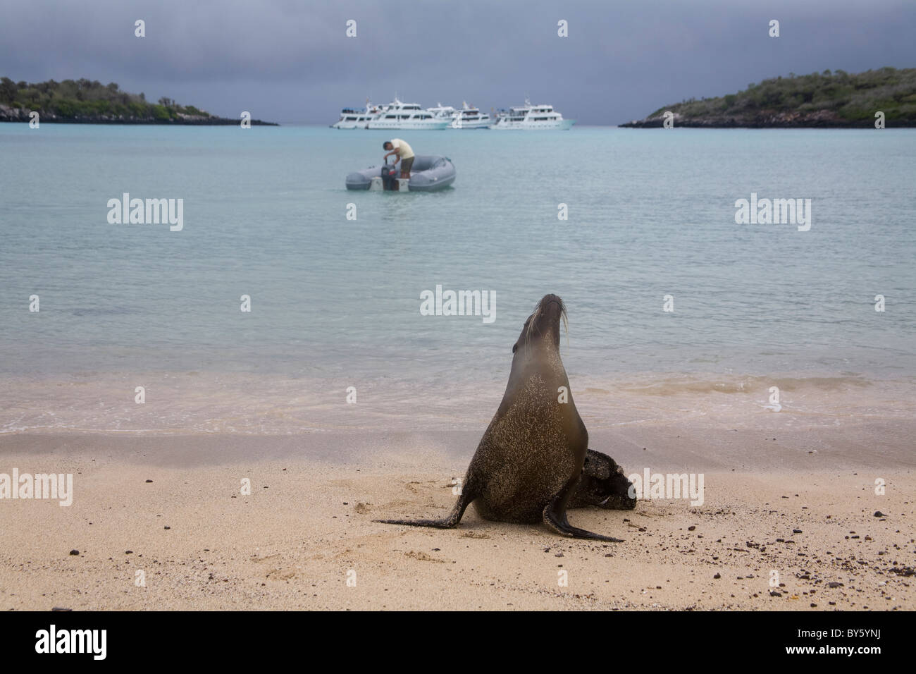 Galapagos Sea Lion Zalophus californianus Mammals Espaniola Hood Punta Suarez Ecuador Stock Photo