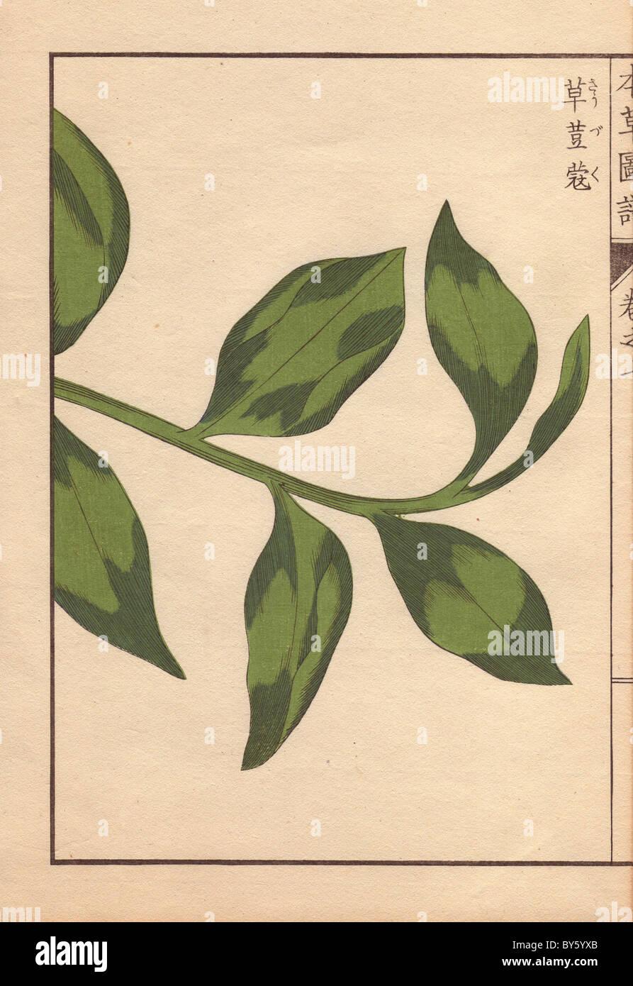 Green leaves of round China cardamom, Amomum globosum Lour. (Sauzuku) Stock Photo