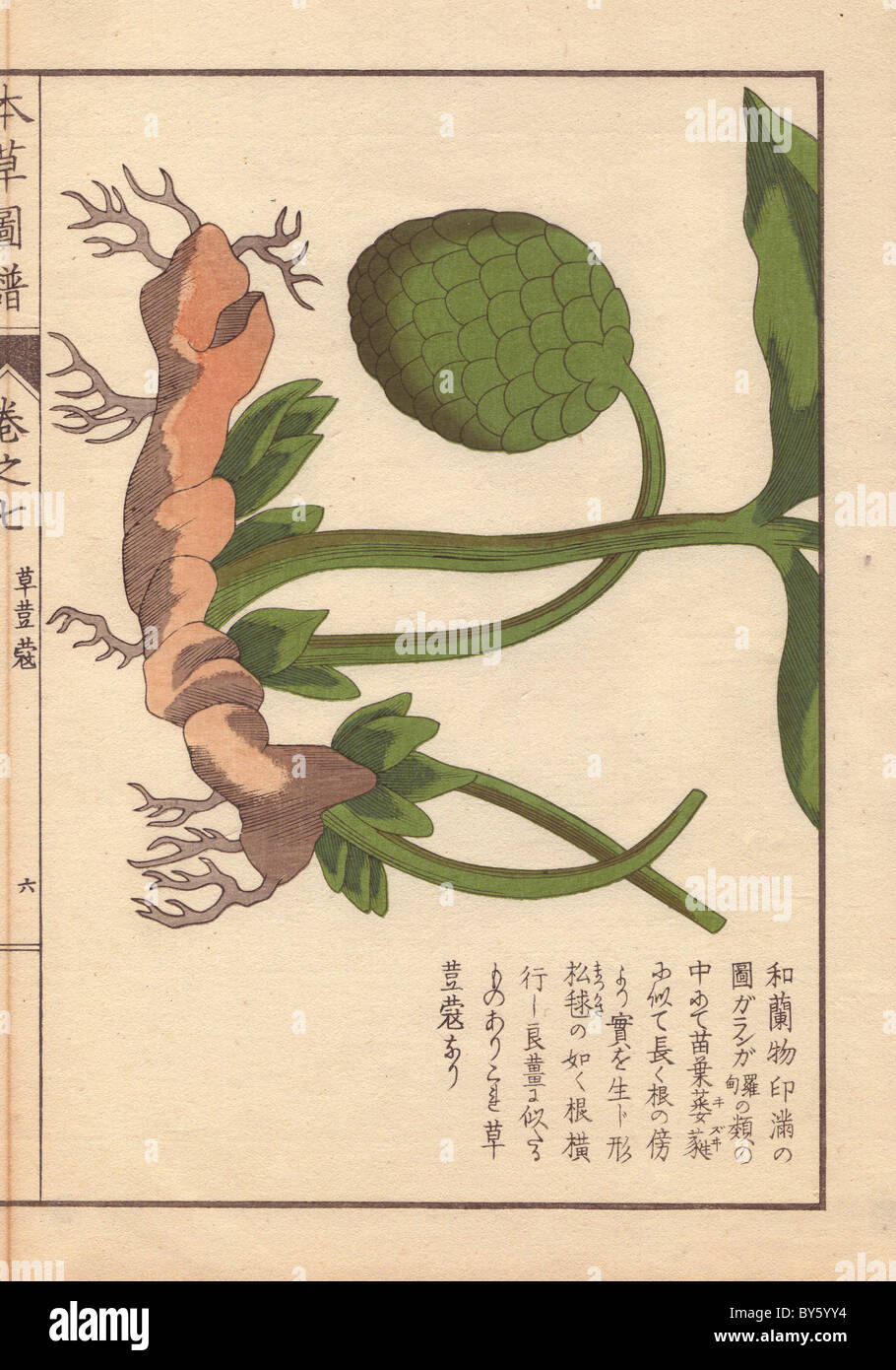 Rhizome and fruit of the round China cardamom, Amomum globosum Lour. Stock Photo