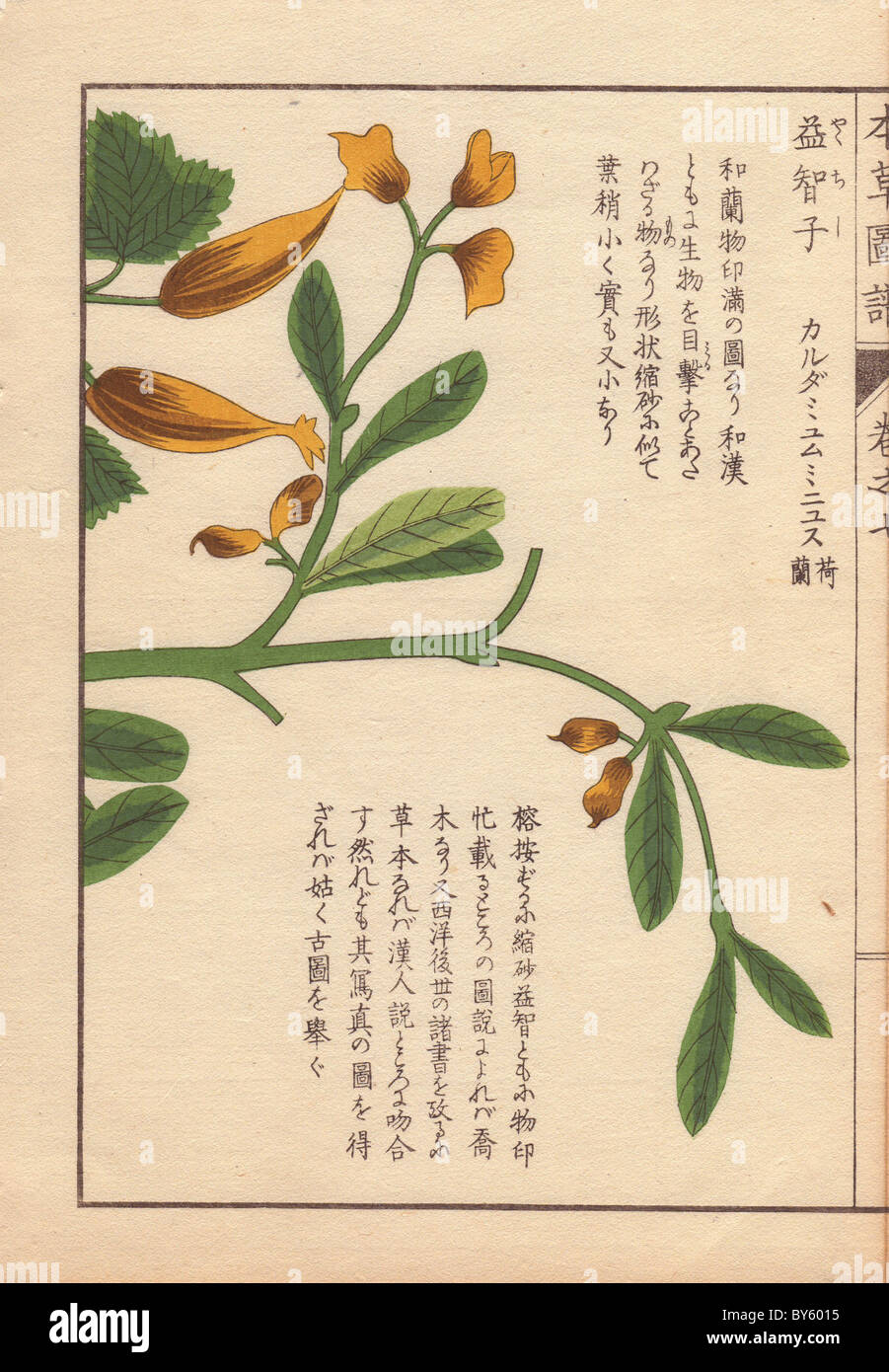Yellow flowers and leaves of Cheilocostus speciosus, Amomum arboreum Lour. (Yakuchishi) Stock Photo