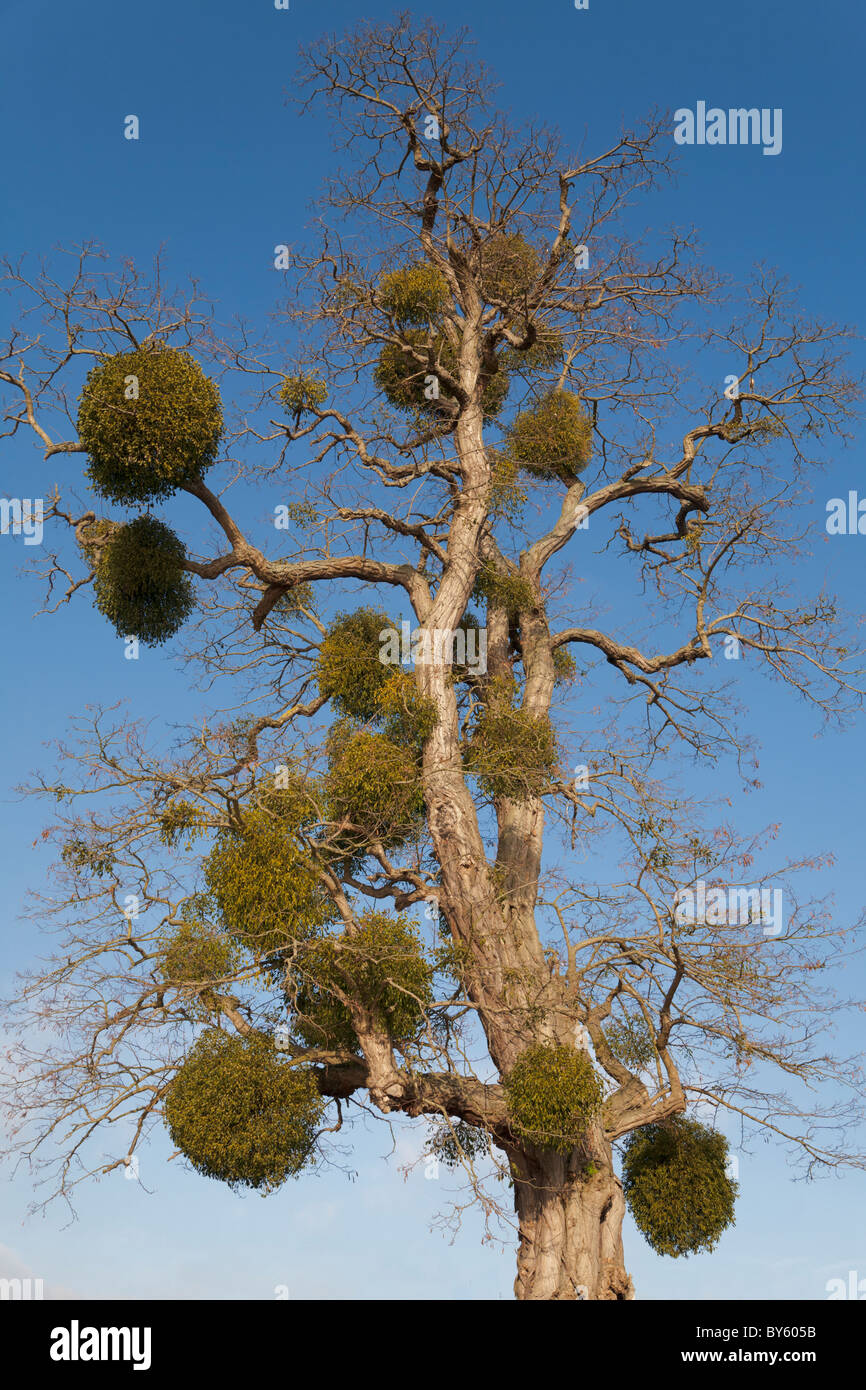 Mistletoe (Viscum album) Growing on a Tree Stock Photo