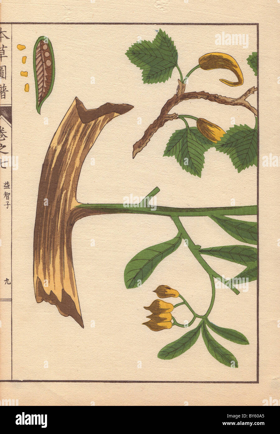 Yellow flowers, root, seeds and leaves of Cheilocostus speciosus, Amomum arboreum Lour. (Yakuchishi) Stock Photo