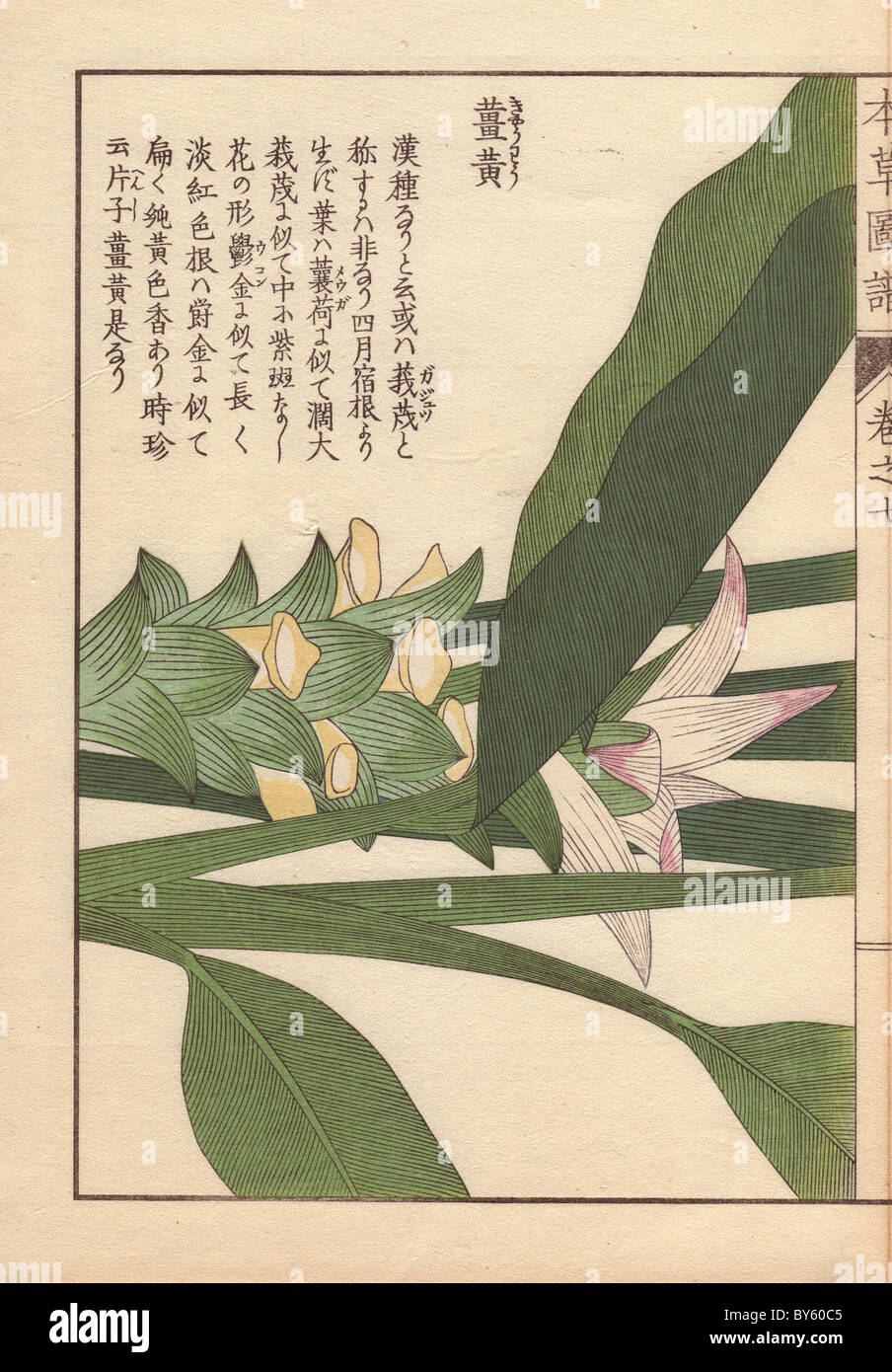 Yellow flowers and leaves of turmeric, Curcuma longa (Zingiberacea), aromatic herb, spice. Stock Photo