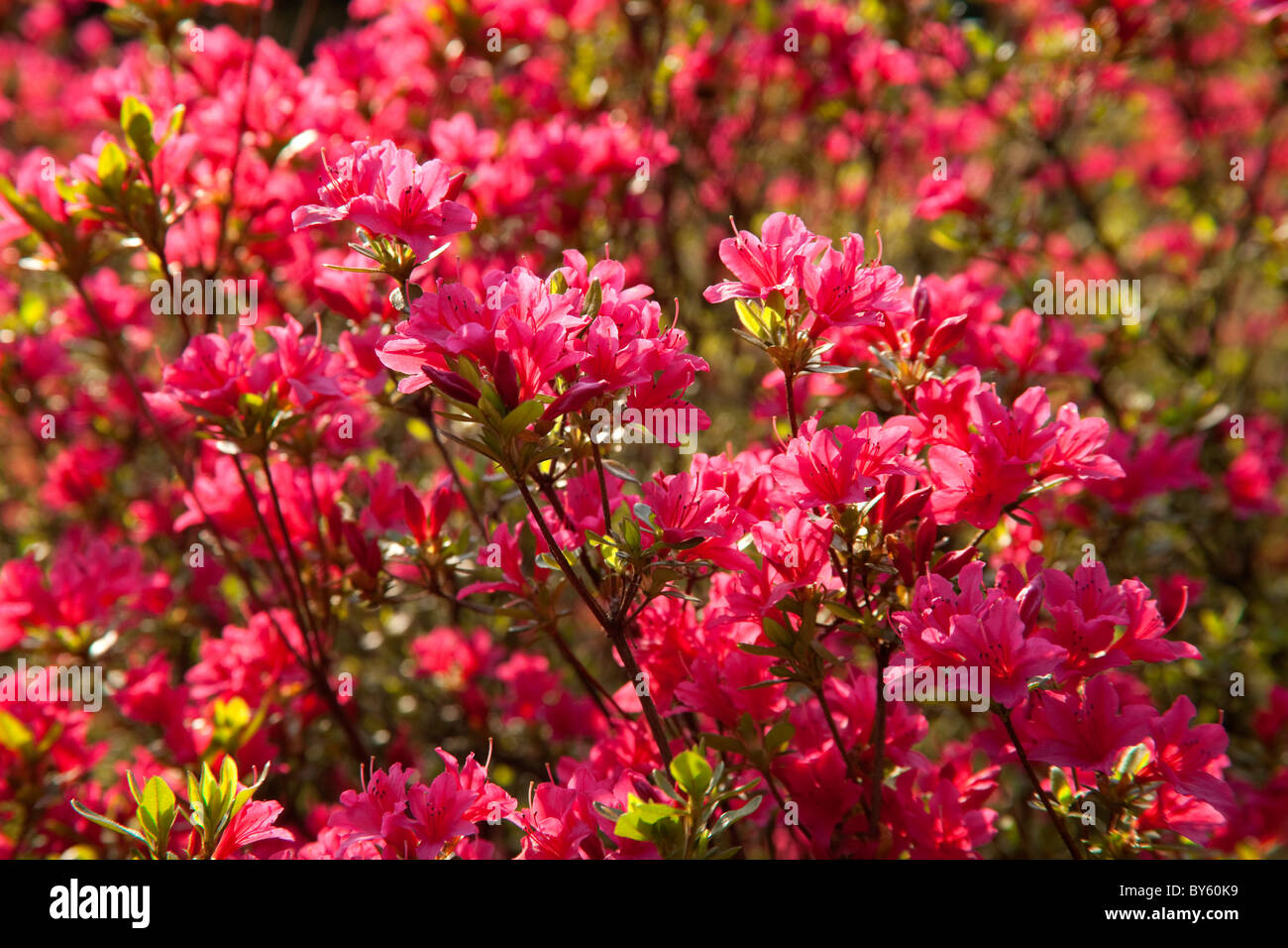Bush of red flowers in Andre Heller BotanicalGardens Gardone Riviera Lake Garda Stock Photo