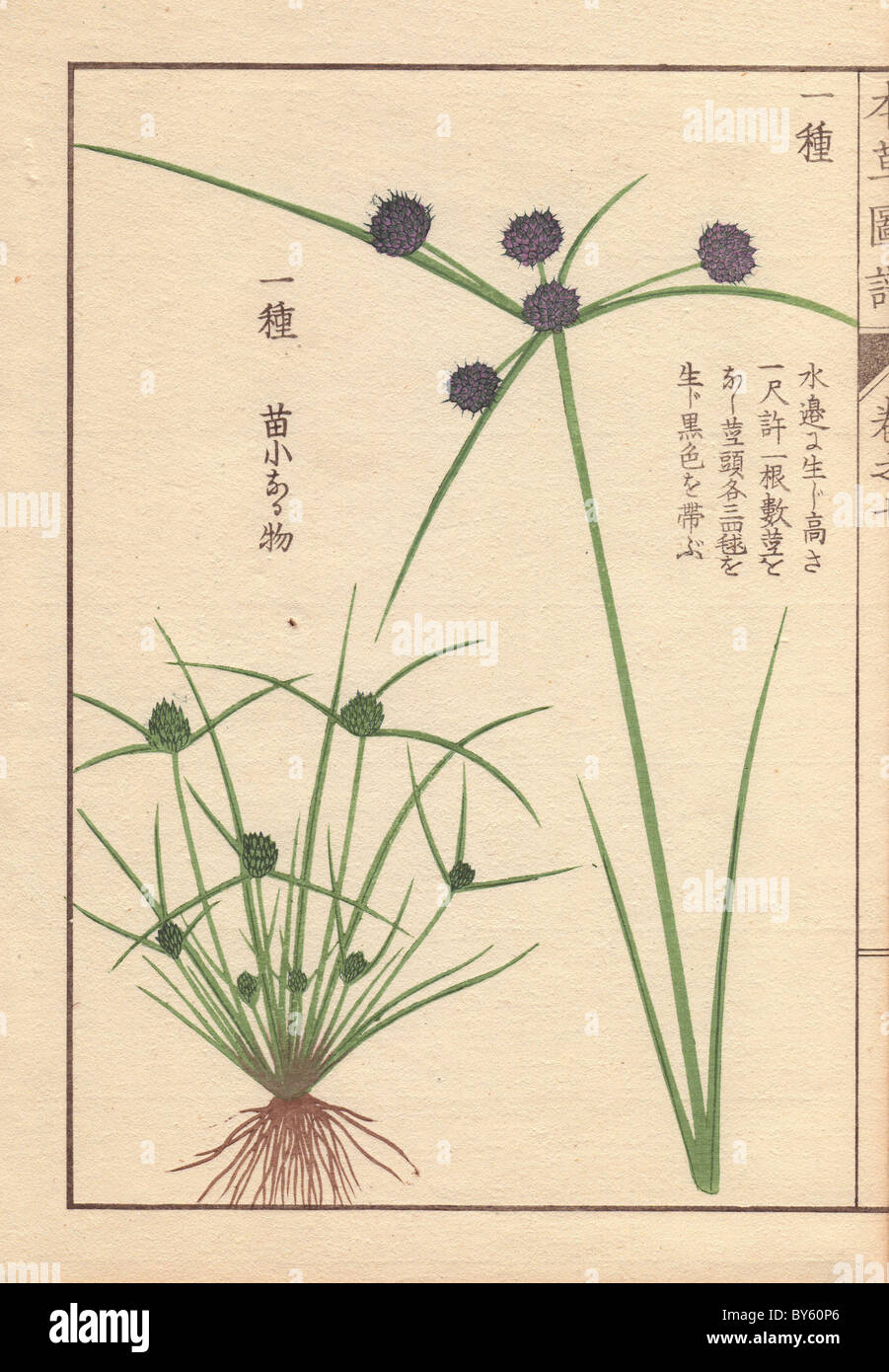 Roots, reeds and flowers of variable flatsedge or smallflower umbrella-sedge, Cyperus difformis L. Stock Photo