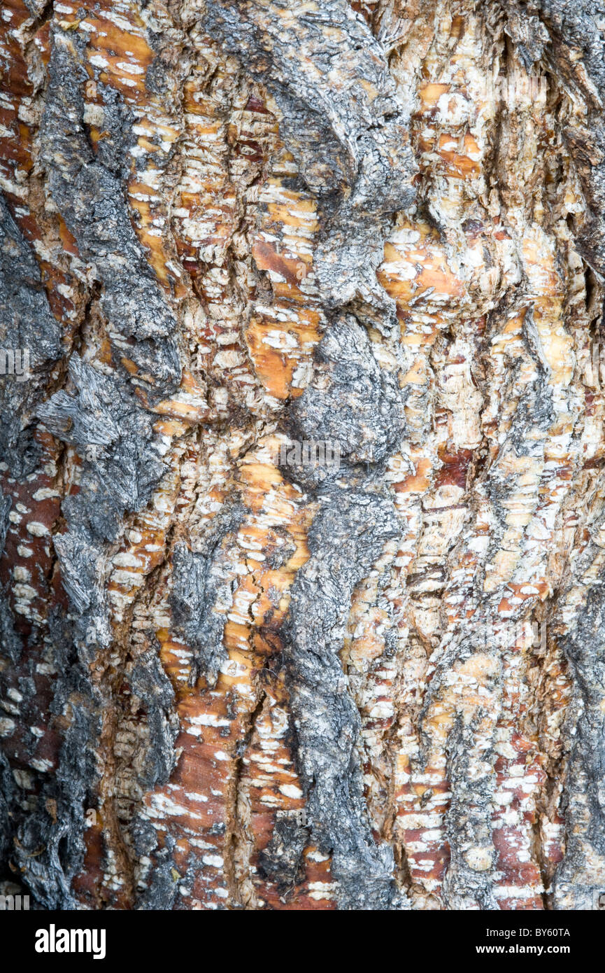 Southern beech (Nothofagus sp.) bark close-up Parque Nacional Tierra del Fuego west of Ushuaia Patagonia Argentina Stock Photo