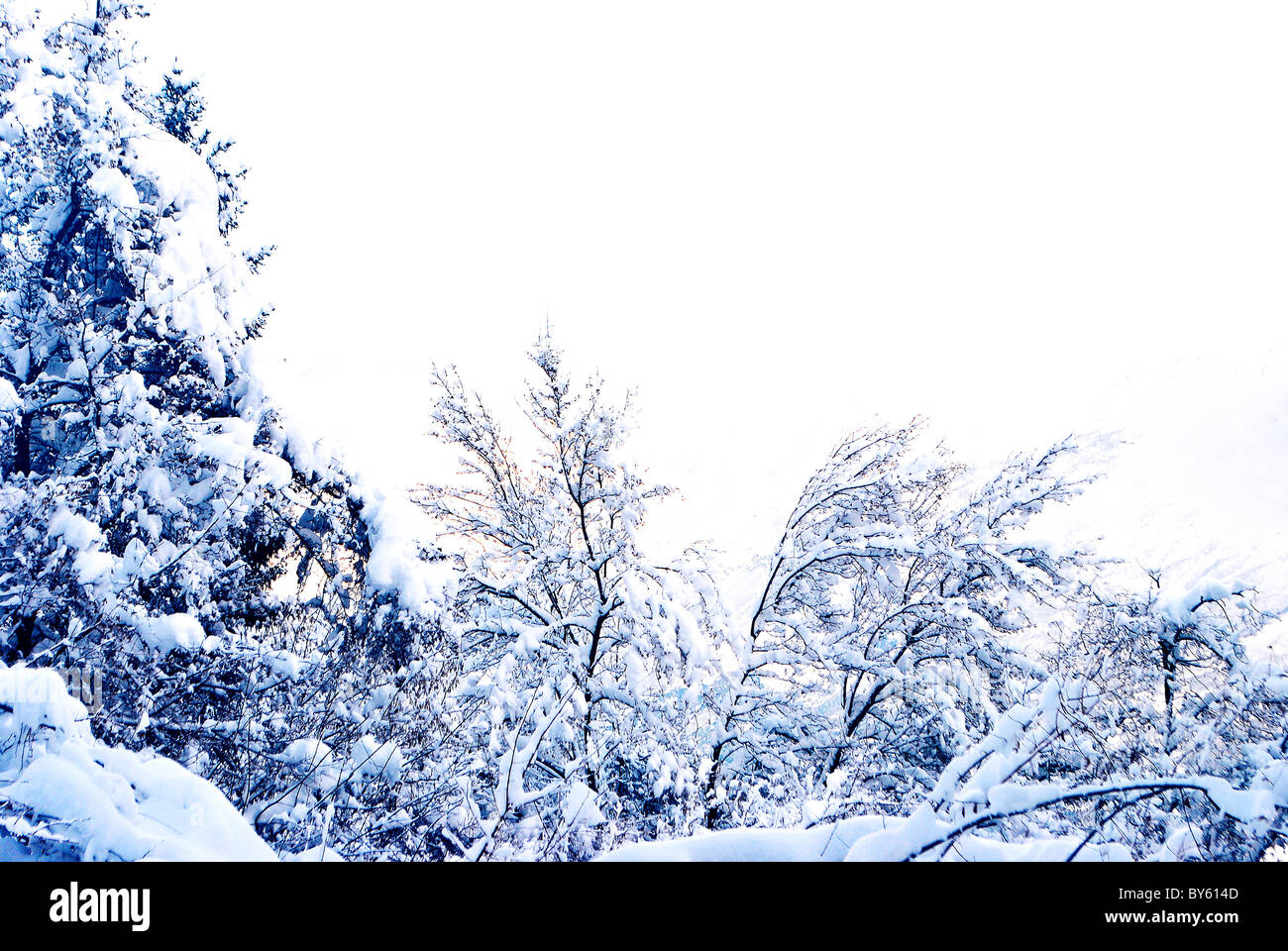 forest with snow in winter Stock Photo - Alamy