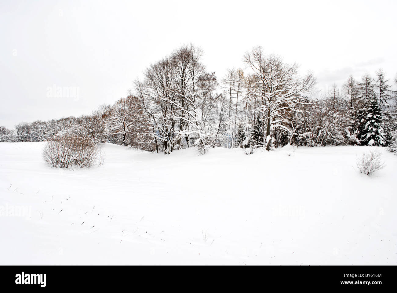 larch forest in winter with snow Stock Photo - Alamy