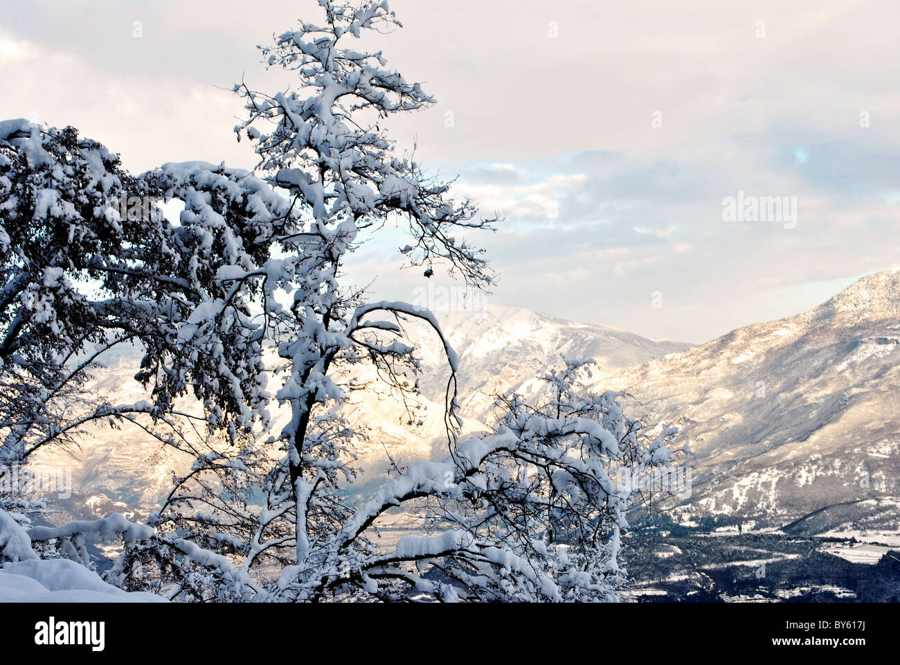 forest with snow in winter Stock Photo - Alamy
