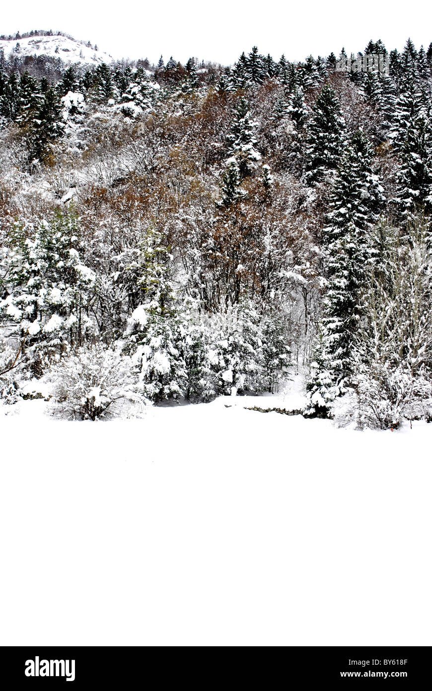 larch forest in winter with snow Stock Photo - Alamy