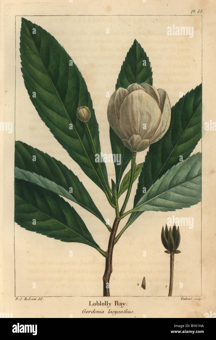 Flower, bud and leaves of the loblolly bay tree, Gordonia lasyanthus. Stock Photo