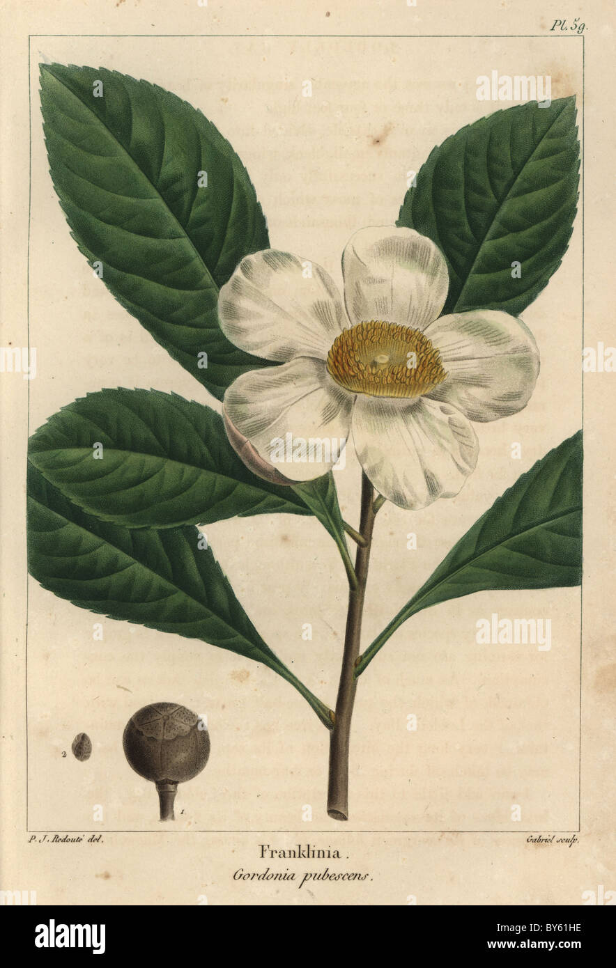 Flower, leaves, seed vessel and seed of the Franklinia tree, Gordonia pubescens. Stock Photo