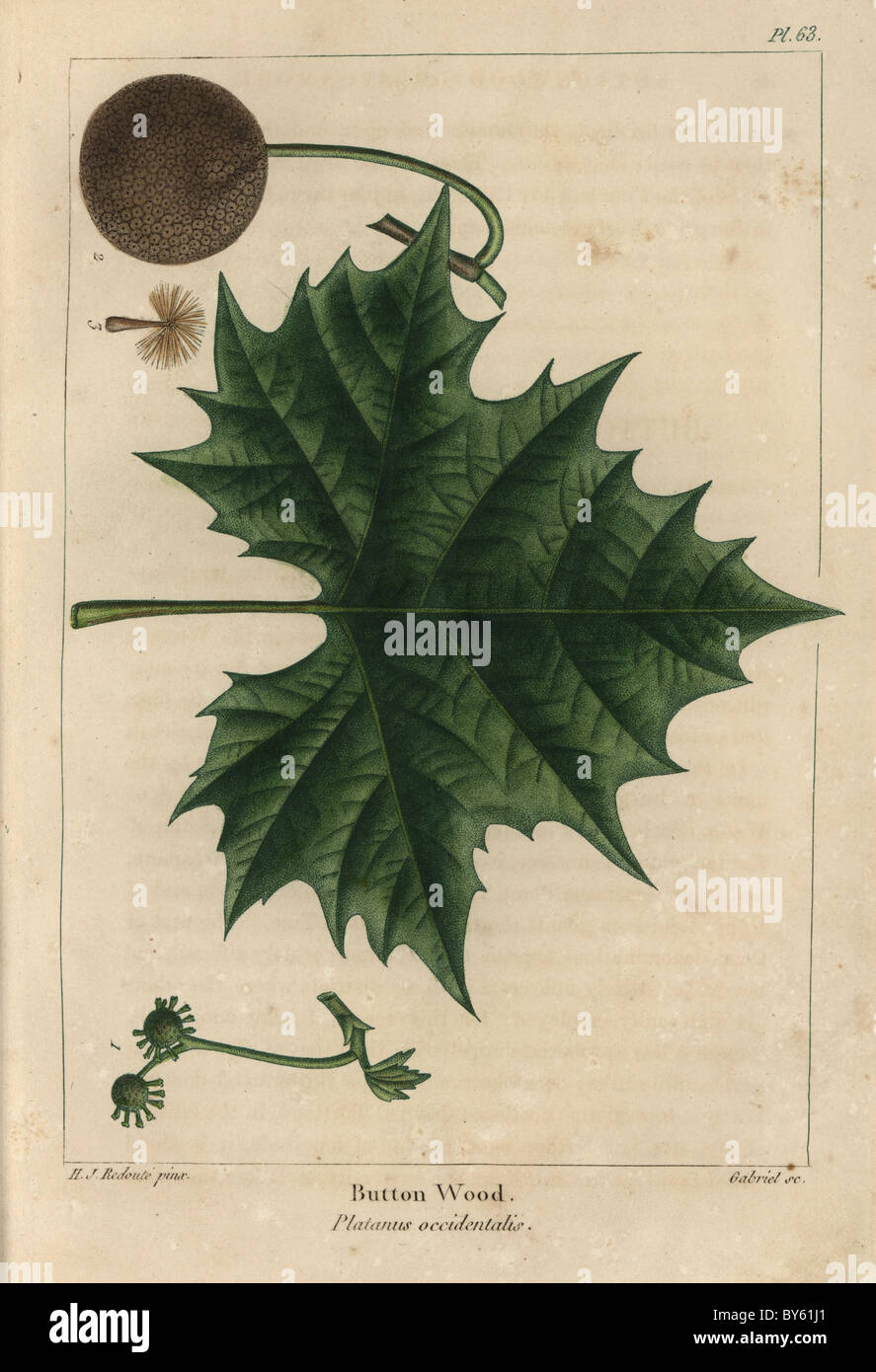 Leaf, fruit, flower and seed of the Buttonwood or sycamore maple tree ...